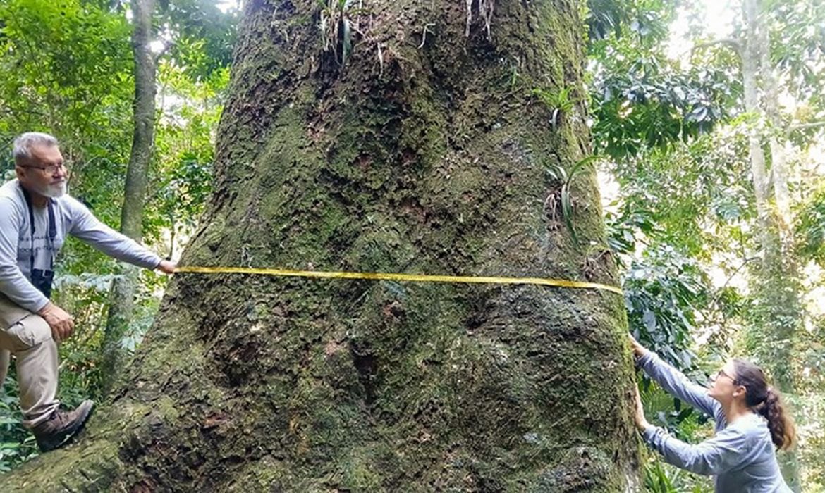 Árbol de gran porte en el Maciço da Pedra Branca