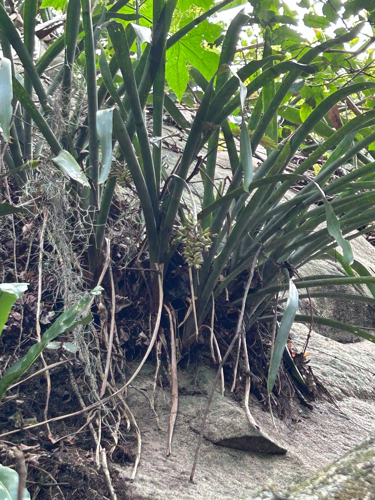 Bromeliad growing in Pedra Branca forest